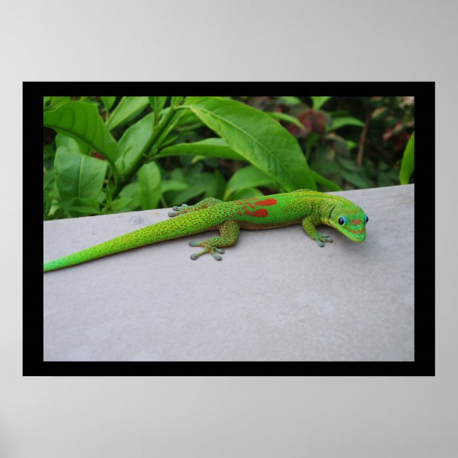 Gold Dust Day Gecko Poster (Devant)