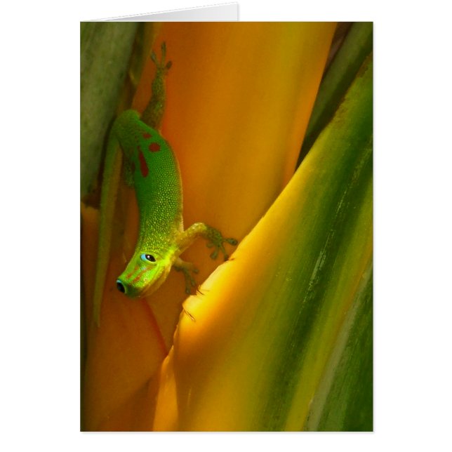Gold Dust Gecko (Vorne)