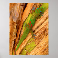 Gold Dust Gecko