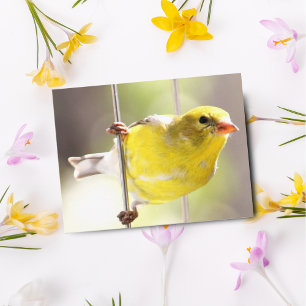 Gold Finch pivotant sur la carte postale du charge