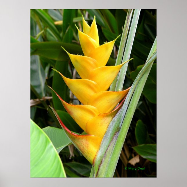 Gold Heliconia Poster (Vorne)