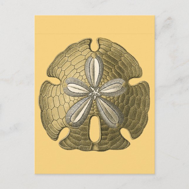 Gold Sand Dollar Postkarte (Vorderseite)