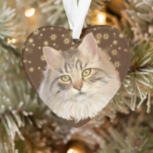 Gold Stars Tabby Cat Grandchild