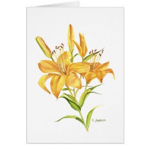 Gold und Orange-Tigerlilie
