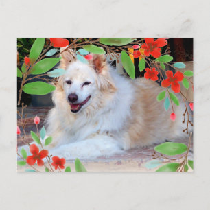 Gold- und Weiß-Collie-Mischung Hund mit Blumen Postkarte