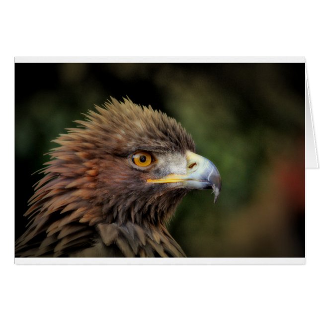 Goldadler (Vorderseite (Horizontal))