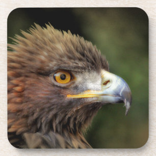 Goldadler Getränkeuntersetzer