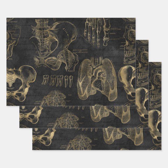 Goldanatomie-Zeichnungen auf Schwarz Geschenkpapier Set (Set)