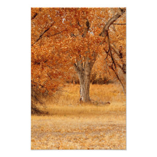 Goldbäume Fotodruck