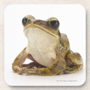 Goldbaumfrosch Getränkeuntersetzer