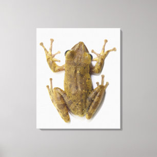 Goldbaumfrosch Leinwanddruck