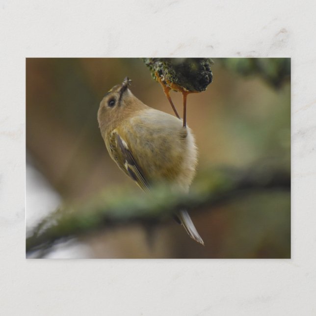 Goldcrest Postkarte (Vorderseite)