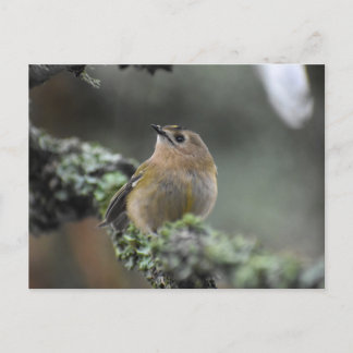 Goldcrest Postkarte