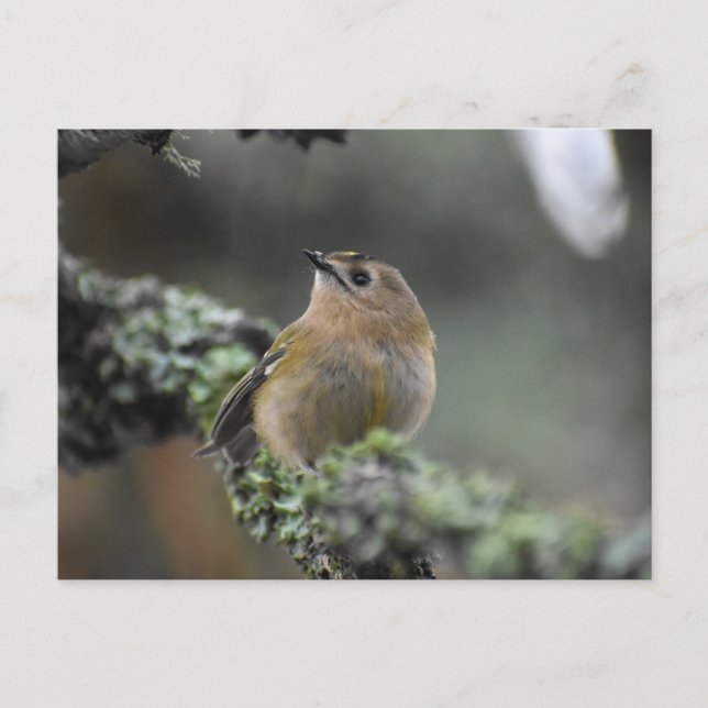 Goldcrest Postkarte (Vorderseite)