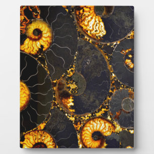 Golden Amber black Nautilus shell pattern, fossil Fotoplatte