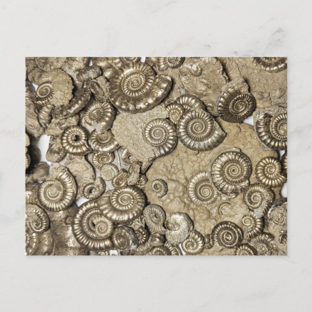 Golden ammonite fossils from the Jurassic coast Postkarte (Vorderseite)