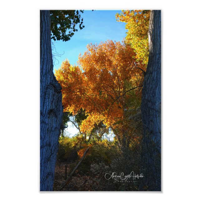 Golden Arizona Fotodruck (Vorne)