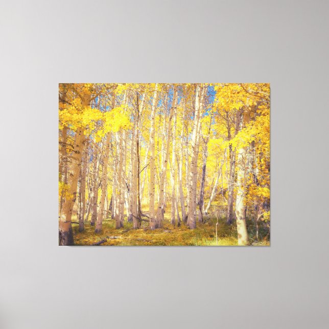 Golden Aspen Forest Leinwanddruck (Vorderseite)