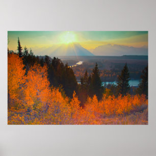 Golden Aspens Above Snake River At Sunset Poster