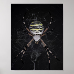 Golden Banded Garden Spider Spinnen Lovers Gift Poster