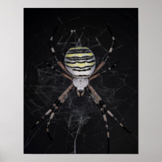 Golden Banded Garden Spider | Spinnen Lovers Gift Poster