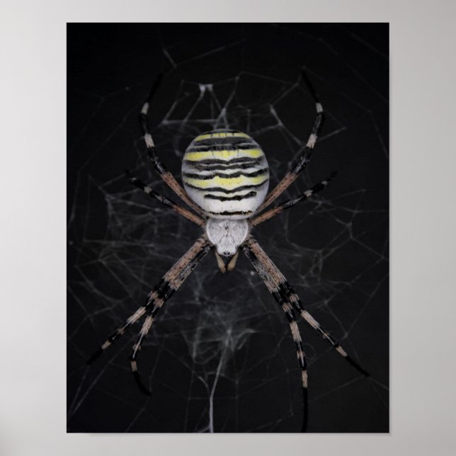 Golden Banded Garden Spider | Spinnen Lovers Gift Poster (Vorne)