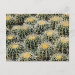 Golden Barrel Cacti in einem Kinderzimmer. Postkarte