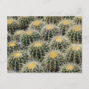 Golden Barrel Cacti in einem Kinderzimmer. Postkarte