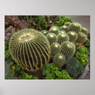 GOLDEN BARREL CACTI POSTER