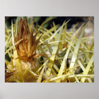 Golden Barrel Cactus Flower, print Poster