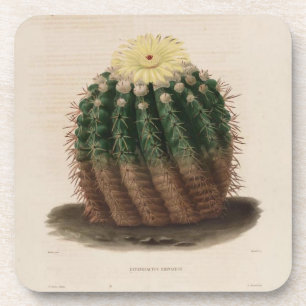 Golden Barrel Cactus Untersetzer