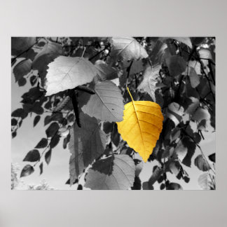 Golden Birch - Kunstfotografie Poster