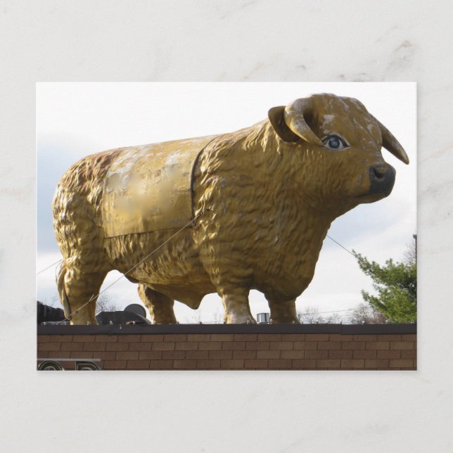 Golden Bovine Postkarte (Vorderseite)