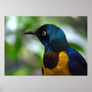 Golden-breasted Starling-Vogel Poster