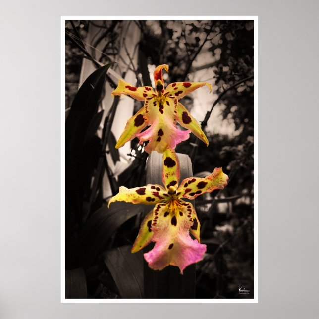 Golden Buddha Orchids Poster (Vorne)