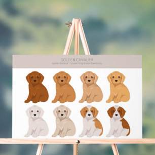 Golden Cavalier Hundemix Acrylschild