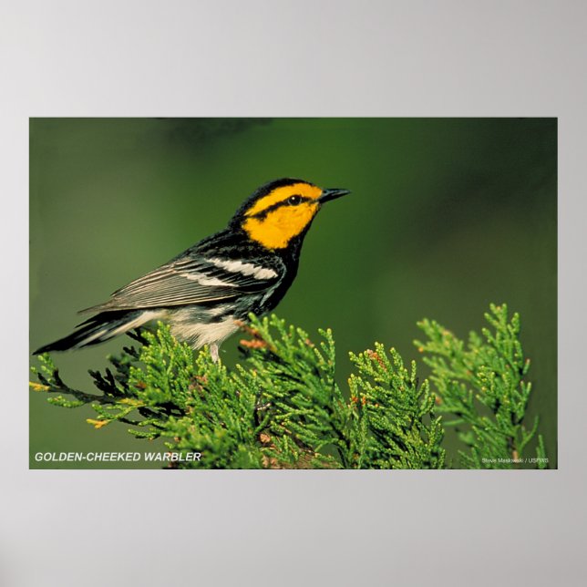 Golden-Cheeked Warbler Poster (Vorne)