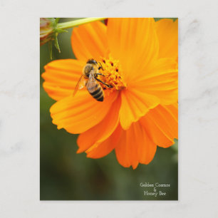 Golden Cosmos & Honey Bee [ carte postale