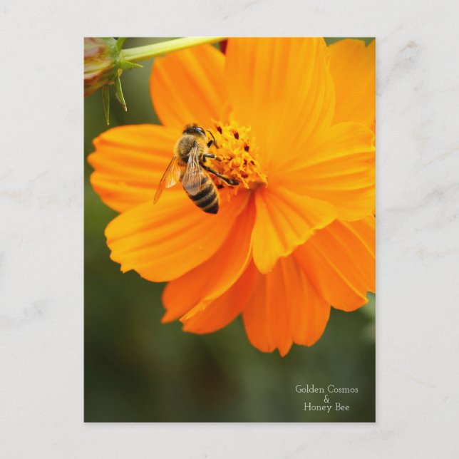 Golden Cosmos & Honey Bee ［ carte postale (Devant)