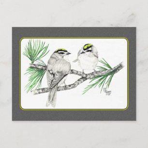 Golden Crowne Kinglet Carte postale 2 au crayon