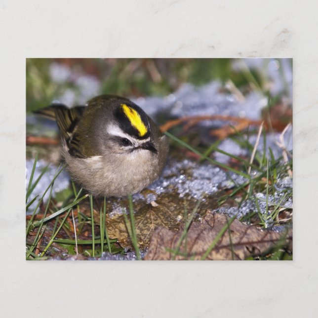 Golden-Crowned Kinglet Postcard Postkarte (Vorderseite)