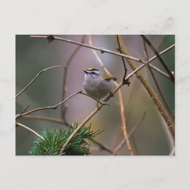 Golden-Crowned Kinglet Postkarte (Vorderseite)
