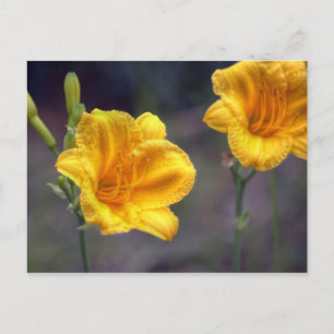 Golden Daffodin Postkarte