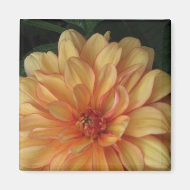 Golden Dahlia Magnets (Devant)