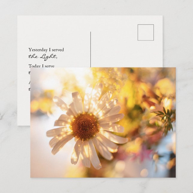 Golden daisy with universal spiritual message postkarte (Vorne/Hinten)