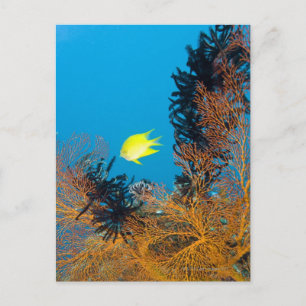Golden Damselfish (Amblyglyphidodon aureus) Postkarte