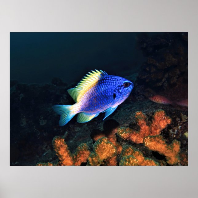 Golden Damselfish Poster (Vorne)