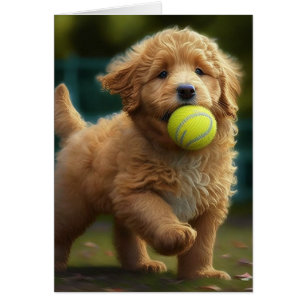 Golden Doodle Chiot Joue à la balle Toutes les Occ