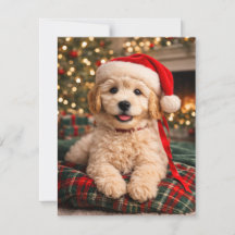 Golden Doodle