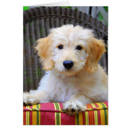 Golden Doodle Puppy